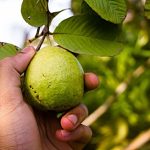 Remedios caseros que se pueden hacer con guayaba y ajíes morrones que no conocías.