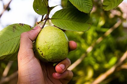 Remedios caseros que se pueden hacer con guayaba y ajíes morrones que no conocías.